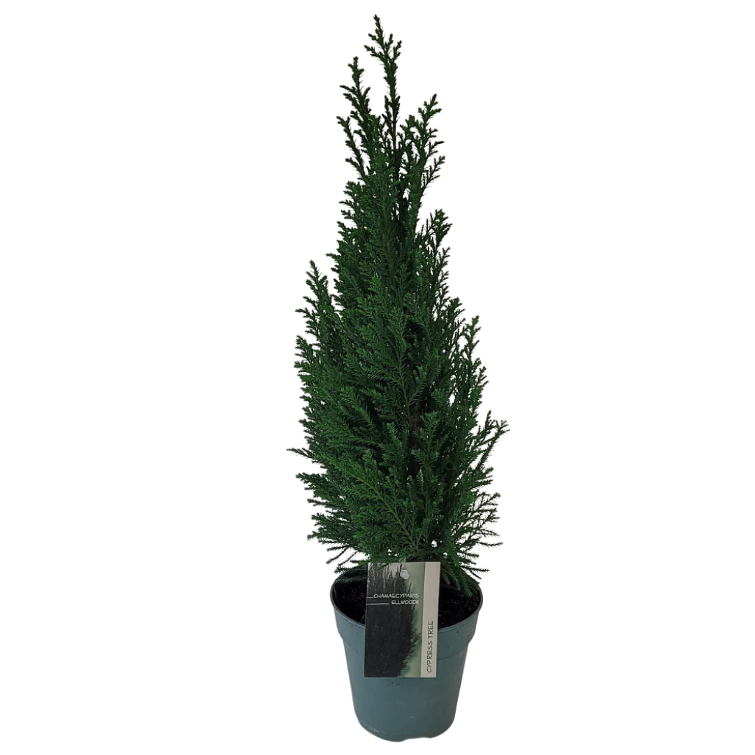 ellwoodii plant indoor Chamaecyparis Ellwoodii 4” – Eckhardts Floral Design / Country Creations