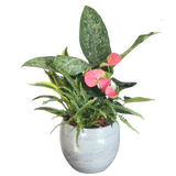Blue Mist Dieffenbachia Mixed Cresta