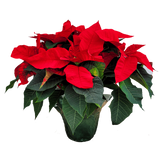 10” Poinsettia