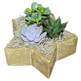 Medium Christmas Succulent Star Rustic - Gold