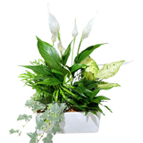 Large White Rectangle Peace Lily Planter