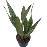 Sansevieria Zeylanica 6”