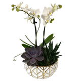 Gold Leaf White Orchid/Succulent