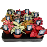 Assorted Fittonia 3"