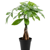 Money Tree 6"