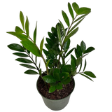 ZZ Plant 6”