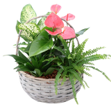 Wicker Basket Anthurium Garden