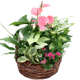 Large Round Wicker Anthurium Planter