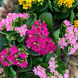 2.5” Assorted Kalanchoe