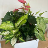 XL Anthurium Modern White Square