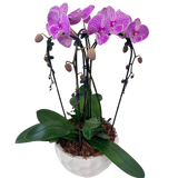 Purple Cascading Orchid Planter