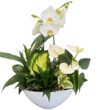 Giant Eillen Orchid Planter