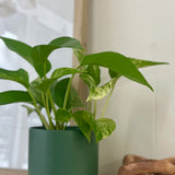 Kendall Pot - Forest Green