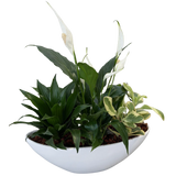 Curved Ceramic Peace Lily Boat