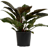 Imperial Red Philodendron 4 Inch