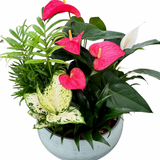 XL Blue Mist Anthurium Planter