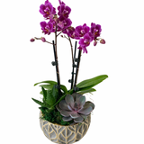 Gold Leaf Grey Succulent + Orchid Planter