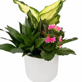 White Tropical Indented Planter