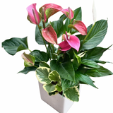 Valentines Large Square Anthurium Mix