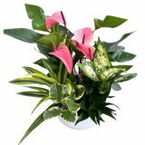 Valentines XL Anthurium Mix