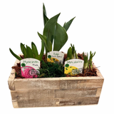 Wooden Crate Spring Bulbs Planter