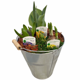 Tin Bucket Spring Bulbs