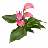 4" Anthurium Plant