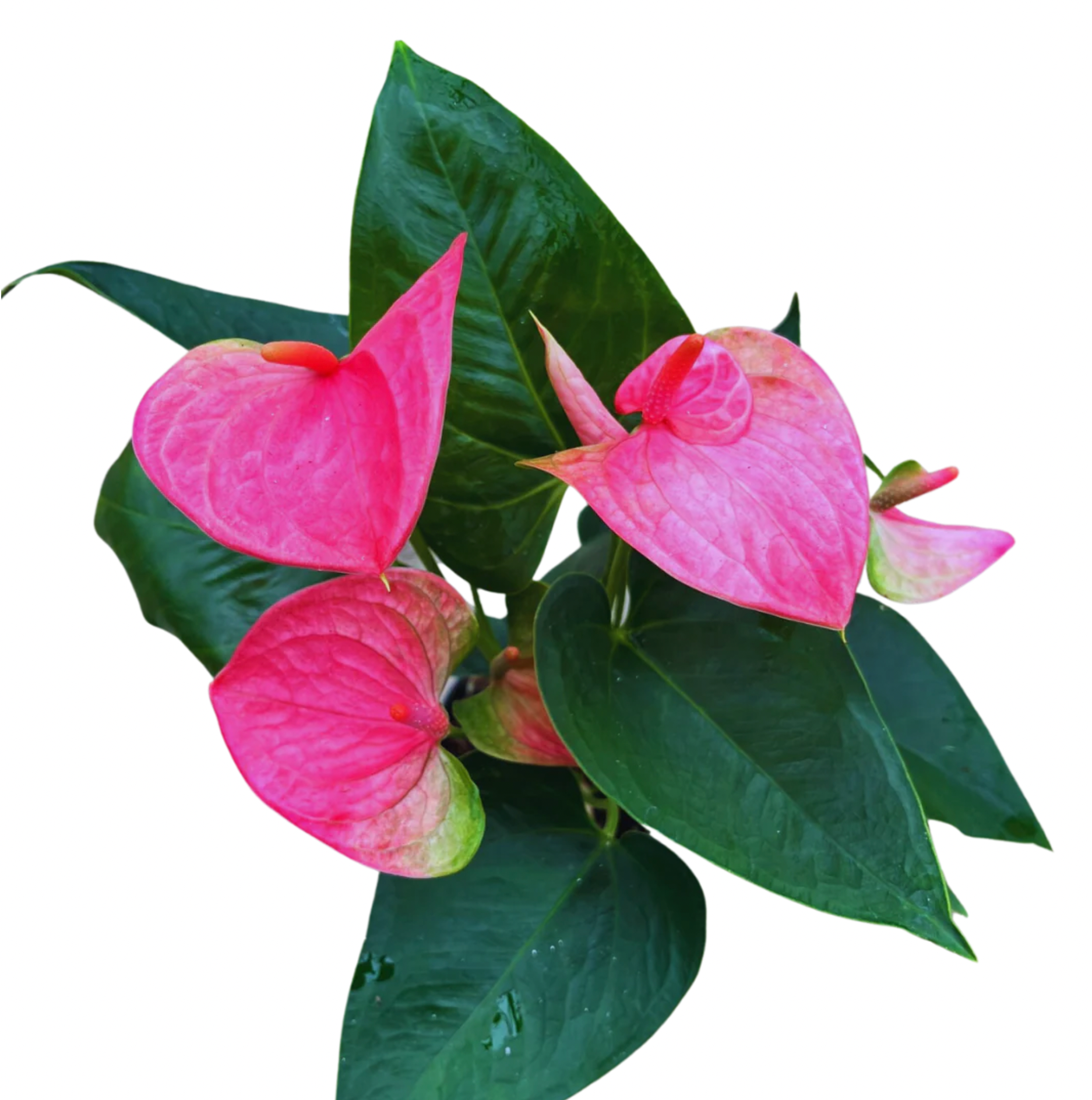 4" Anthurium Plant