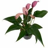 4" Anthurium Plant