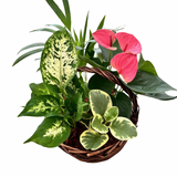 Medium Brown Wicker Anthurium Planter