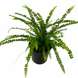 Lemon Button Fern 4"