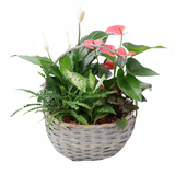 Large Wicker Anthurium Basket Garden