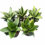 Birds Nest Sansevieria 6"