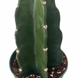 Cuddly Cactus 4"