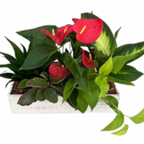 Fall White Wash Box Planter