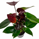 6" Chocolate Anthurium