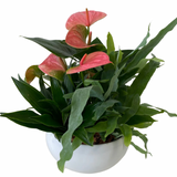 Short Round Anthurium Planter