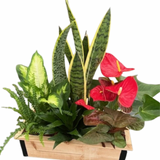 Large Sansevieria Wooden Planter