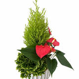 Christmas White Gold Stripe Tropical Garden