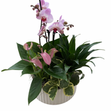 Mixed Tropical Ribbed Planter