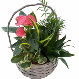 XL Light Grey Wicker Planter Garden