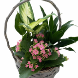 Medium Light Grey Wicker Planter Garden