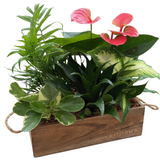 Medium Wooden Box Anthurium Mix