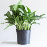 Aglaonema Silver Bay (Chinese Evergreen) 10"