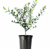 Olive Tree 8"