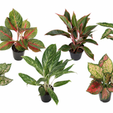 Aglaonema Assorted 5"