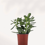 Jade Plant 4"