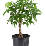 Money Tree 10"