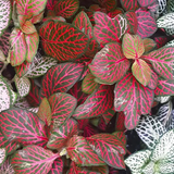 Assorted Fittonia 3.5”
