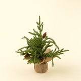 Winterwood Tabletop Tree